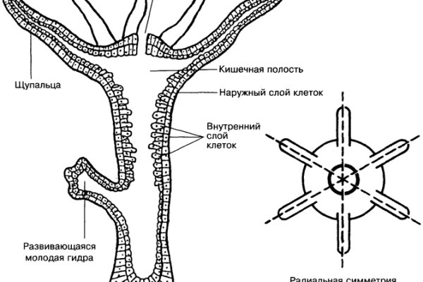 Kraken рабочая ссылка onion